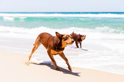 Australian Red Kelpies playing on the beach, background with copy space, full frame horizontal composition