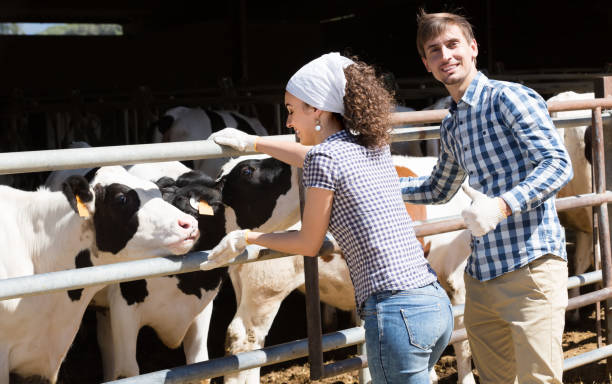 istock Merry man and woman happily stroking cows 893942768