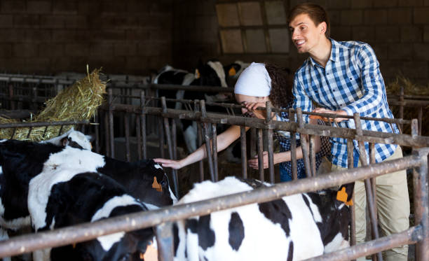 istock Man and woman touching cows 893942794
