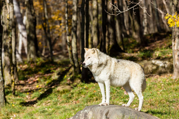 istock Arctic wolf, pictured in late autumn, north Quebec, Canada. 893966288