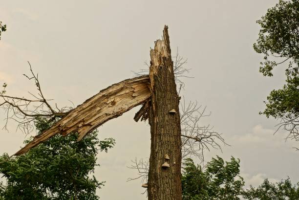 big gray broken tree in the park on the sky background