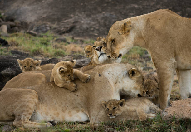 istock Female lions and cubs 893972686