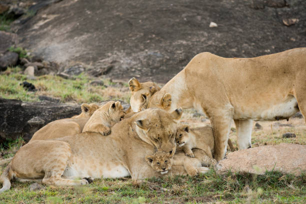 istock Female lions and cubs 893976870