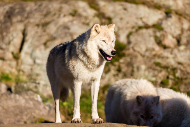 istock Arctic wolf, pictured in late autumn, north Quebec, Canada. 893981774