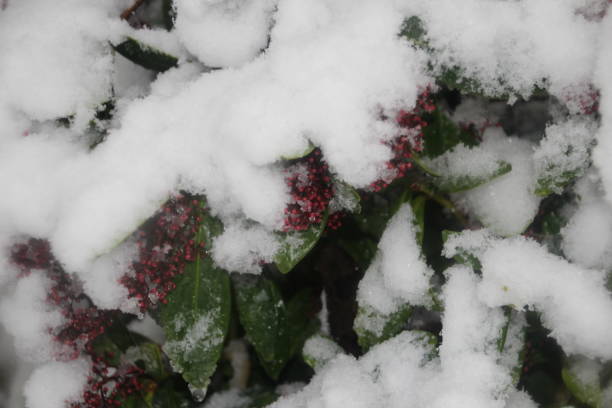 istock Green colored holly with red berries and snow on it 893983220