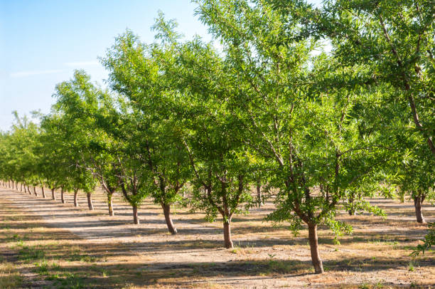 almond orchard con ripening frutas en los árboles - almendra fotos fotografías e imágenes de stock