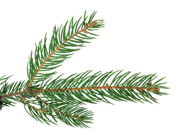 istock fir-tree/ fur/ branch, close-up, isolated on a white background without a shadow. Nature in details. Winter festive decor. 893989046