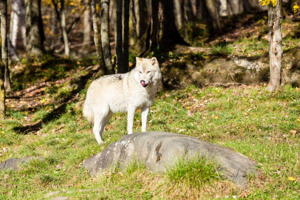 istock Arctic wolf, pictured in late autumn, north Quebec, Canada. 894006526