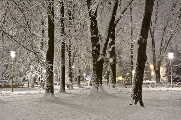istock A snow-covered city park at night. Winter. 894011118