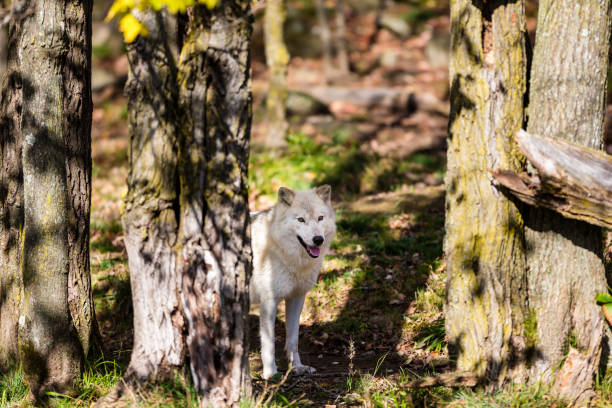 istock Arctic wolf, pictured in late autumn, north Quebec, Canada. 894011180