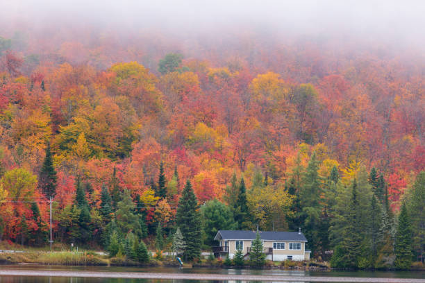 istock Autumn leaf fall landscape on a dreary dull day in north Quebec, Canada. 894011542