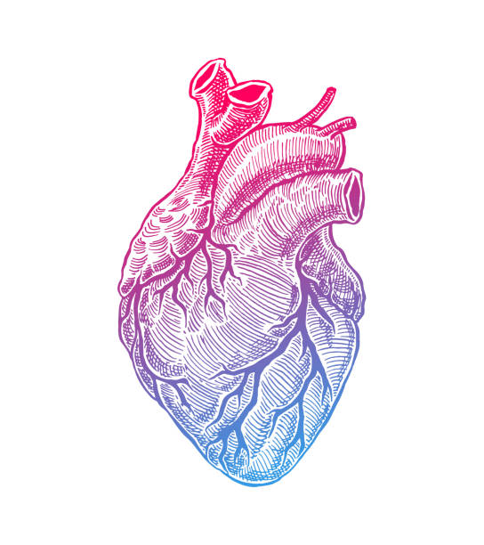 ilustrações de stock, clip art, desenhos animados e ícones de realistic human heart - pumping blood illustrations