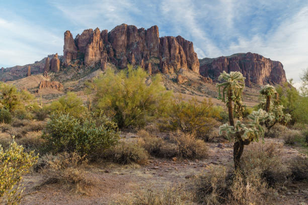 puesta de sol acerca el desierto agreste de arizona - brittlebush fotografías e imágenes de stock