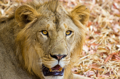 Asiatic Lion in a national park in India.