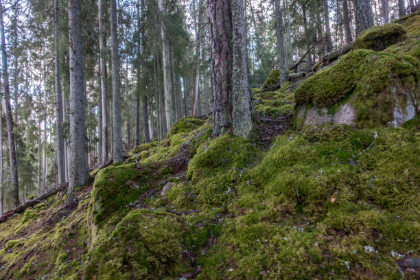 istock Norra Kvill National Park 894021064