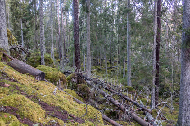istock Norra Kvill National Park 894021068