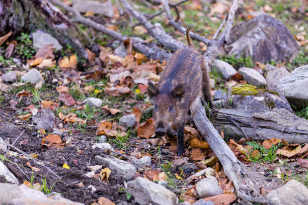 istock Wild Boar resting in a boreal forest north Quebec Canada. 894025264