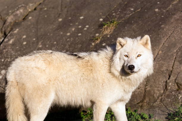 istock Arctic wolf, pictured in late autumn, north Quebec, Canada. 894027678