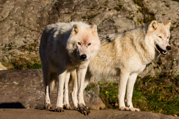 istock Arctic wolf, pictured in late autumn, north Quebec, Canada. 894030504