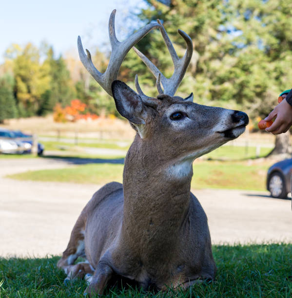 istock American or Canadian Elk. 894036878