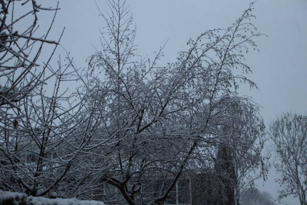 istock Snow layer on the trees in Nieuwerkerk aan den IJssel 894037156