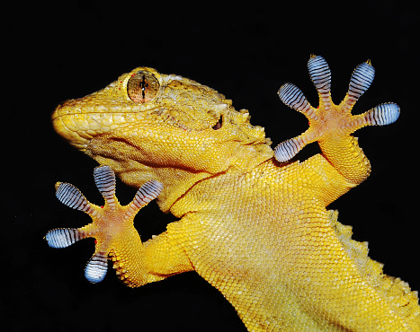 gecko showing ten adhesive fingers on black background