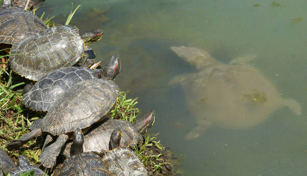istock water turtles family 894044534