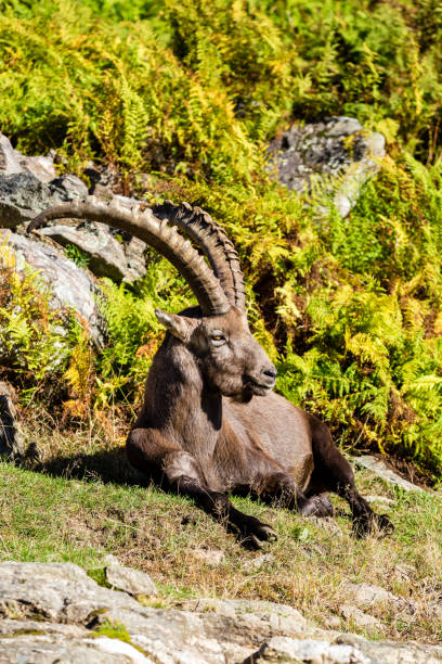 istock American or Canadian Elk. 894047882