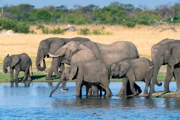 elephant family and three species of waterfowl at a pond in hwange national park, zimbabwe - hwange national park imagens e fotografias de stock