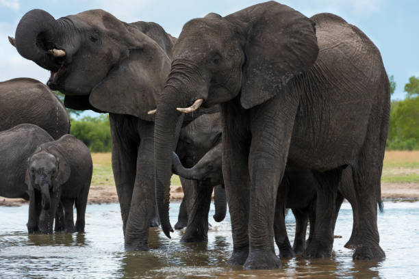 istock Several Elephants Drinking at a Pond in Hwange National Park, Zimbabwe 894048052