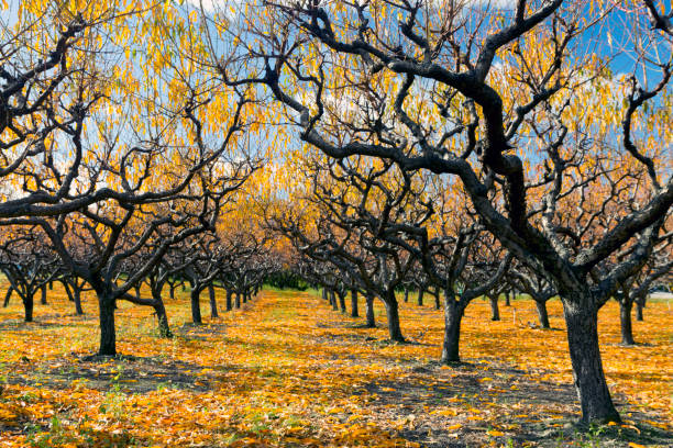 istock Organic Farm Peach Orchard Okanagan Valley 894051652