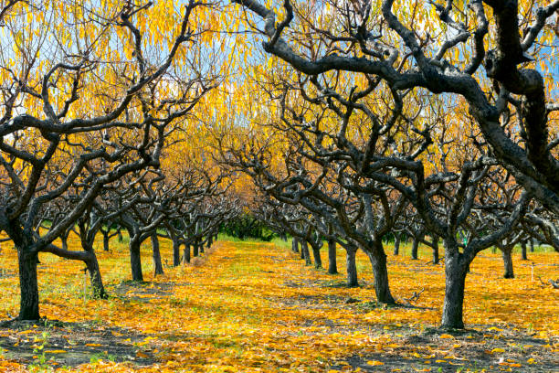 istock Organic Farm Peach Orchard Okanagan Valley 894053706