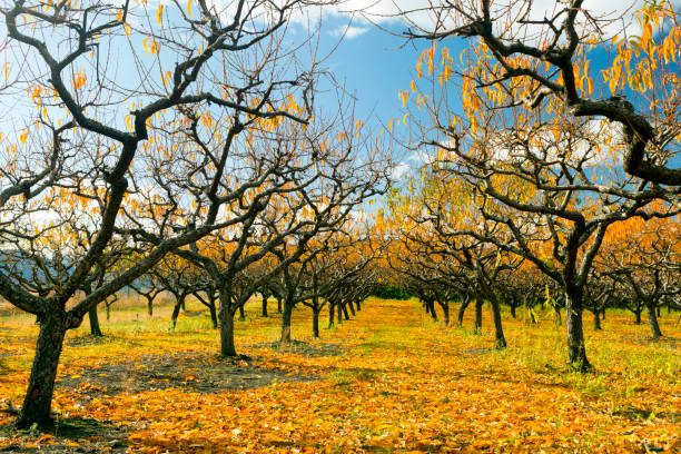 istock Organic Farm Peach Orchard Okanagan Valley 894055752