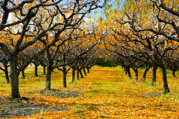 Organic Farm Peach Orchard Okanagan Valley Organic farm peach orchard with fall colors during the autumn season in the Okanagan Valley, British Columbia, Canada. kelowna-autumn stock pictures, royalty-free photos & images