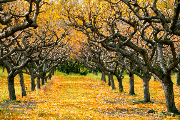 istock Organic Farm Peach Orchard Okanagan Valley 894057838