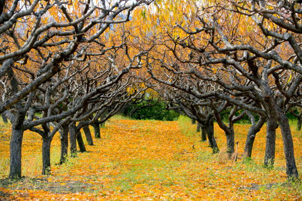 Organic Farm Peach Orchard Okanagan Valley