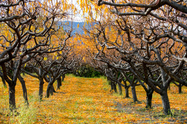 istock Organic Farm Peach Orchard Okanagan Valley 894057932