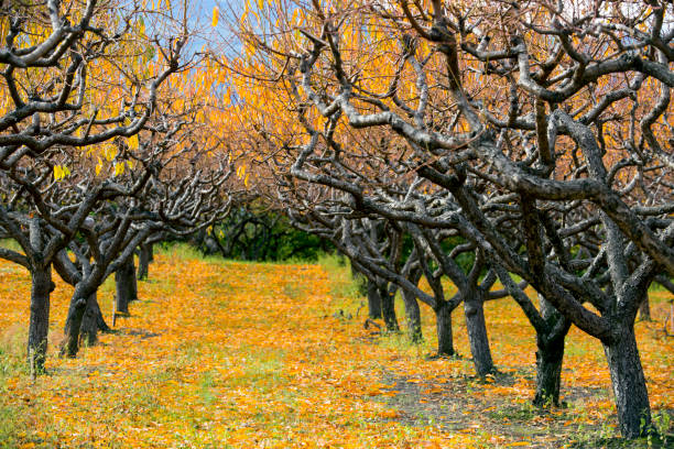 istock Organic Farm Peach Orchard Okanagan Valley 894057962