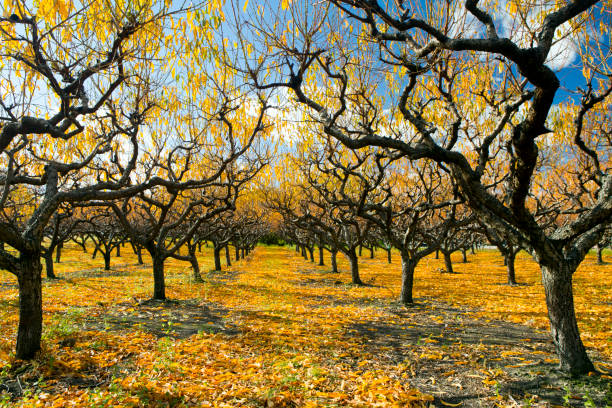 istock Organic Farm Peach Orchard Okanagan Valley 894058042