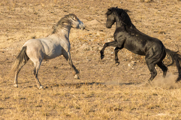 istock Wild Horse Stallions Fighting 894058074