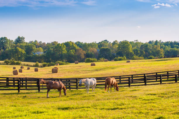 Horses at horse farm at golden hour. Country summer landscape. stock photo