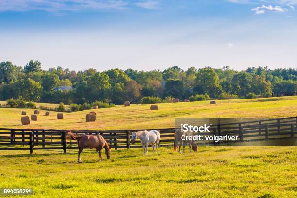 Horses At Horse Farm At Golden Hour Country Summer Landscape Stock Photo - Download Image Now