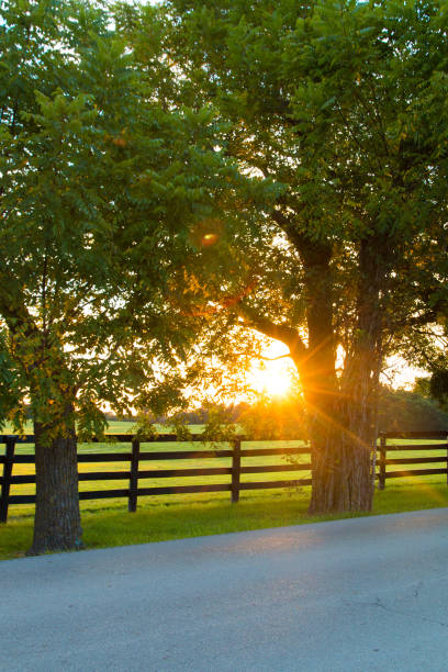 istock Sunset on countryside. Sunbeams and lens flare. 894058302