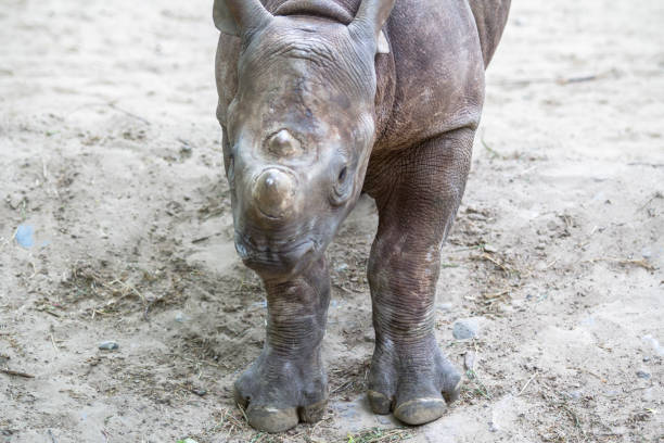 Indian Baby Rhino