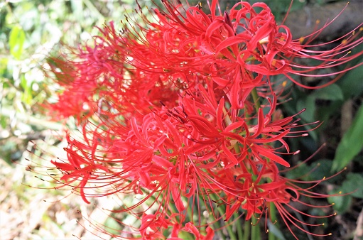 Beautiful Red Spider Lilies