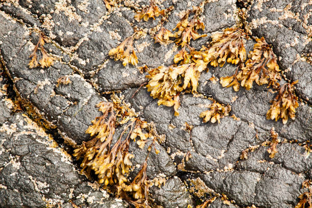 rocas con algas marinas - scotland texas fotografías e imágenes de stock