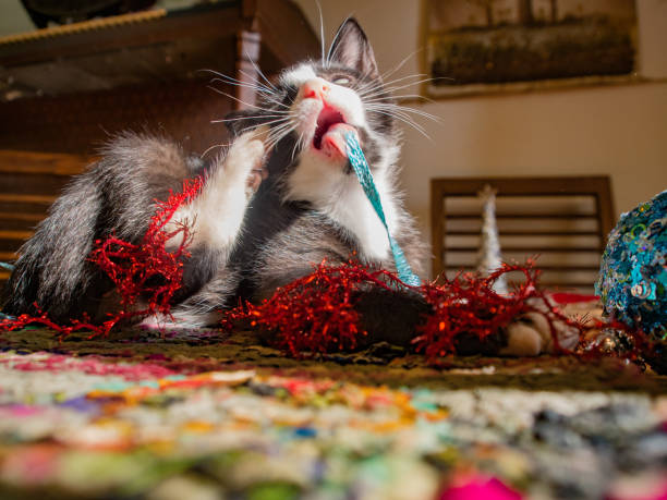 istock Kitten in Christmas decorations 894066554