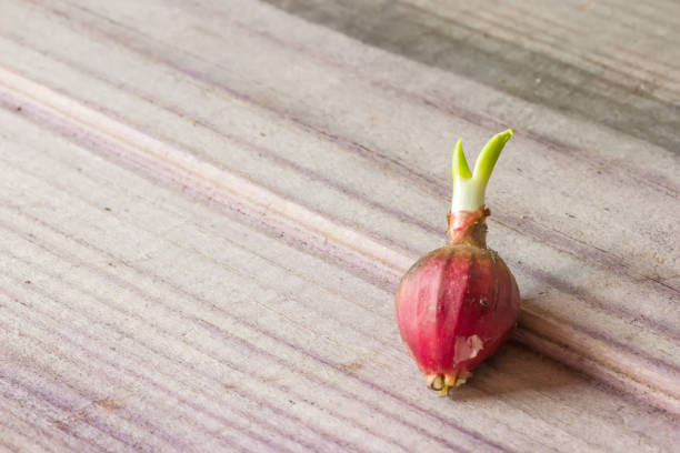 istock Sprouted small on wooden gray board 894074382