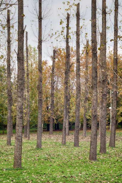 istock renovated park and new trees 894076506