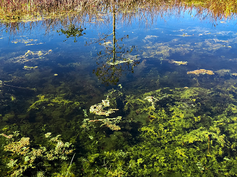 reflection of a cypress tree in a swamp pond with algae